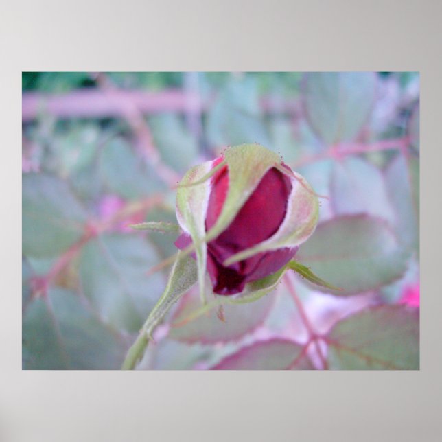 Poster Pure Elegance (Devant)