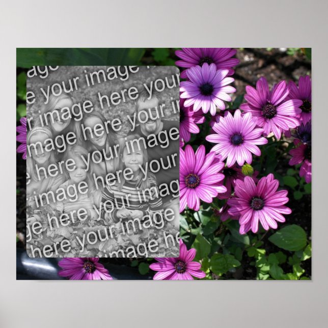 Poster Purple African Daisy Flowame Frame Ajouter Votre P (Devant)