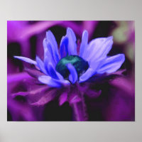 Purple Black Eyed Susan Flower peinture photo