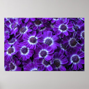 Poster Purple cineraria
