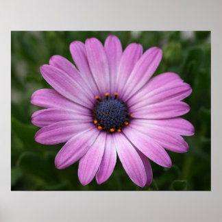Poster Purple Daisy