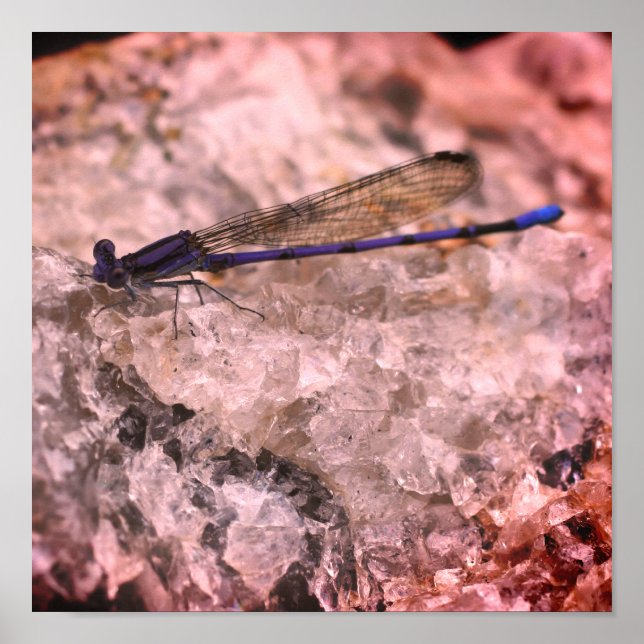 Poster Purple Damselfly Sur Quartz Rock Gros plan (Devant)