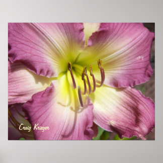 Poster Purple Daylily