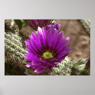 Poster Purple Hedgehog