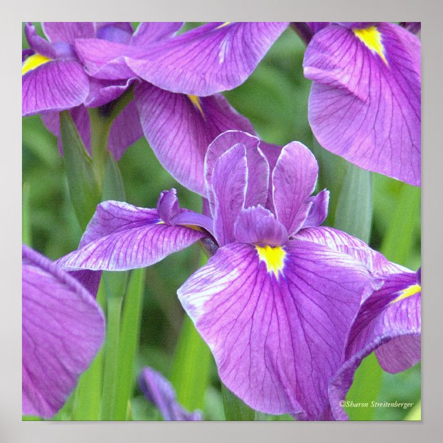 POSTER "PURPLE IRIS" (Devant)