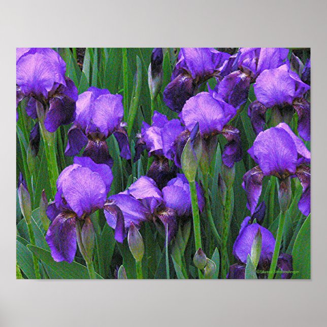 POSTER "PURPLE IRISES" (Devant)