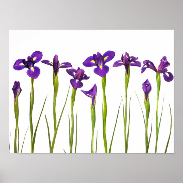 Poster Purple Irises - Iris Flower Customisé Modèle (Devant)