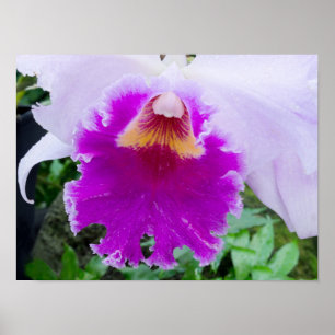 Poster purple orchid flower