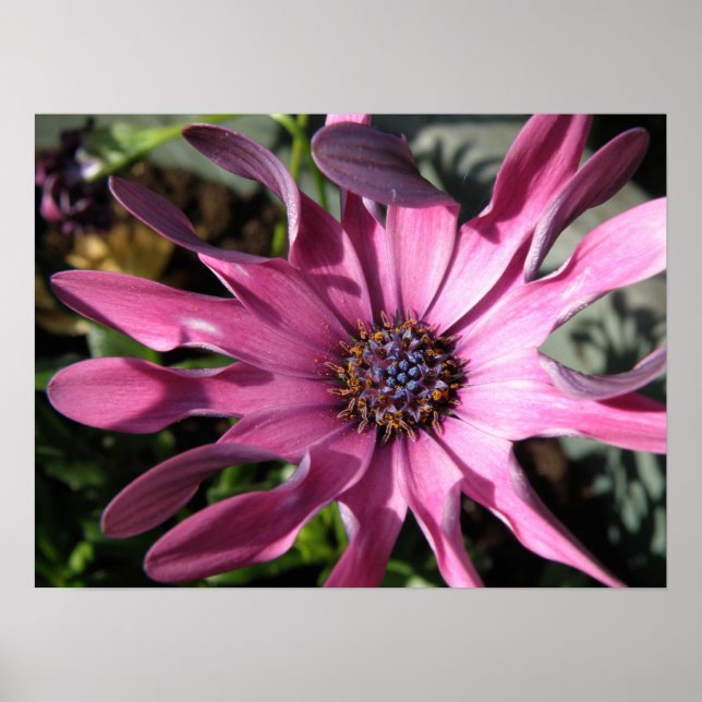 Poster Purple Rain Daisy Imprimer (Devant)