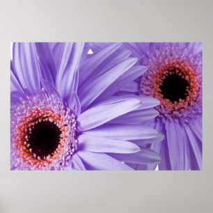 Poster Purple rose marguerite Customisé Modèle de marguer
