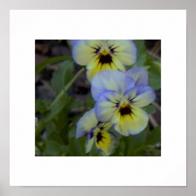 Poster Purple Yellow Pansy (Devant)