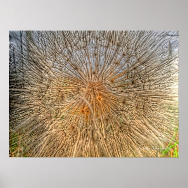 Poster pusteblume 2007 (Devant)