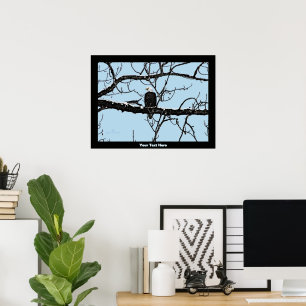 Poster Pygargue à tête blanche