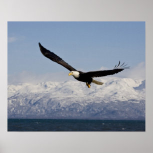 Poster Pygargue à tête blanche en vol, Haliaeetus leucoce