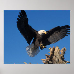 Poster pygargue à tête blanche, Haliaeetus leuccocephalus