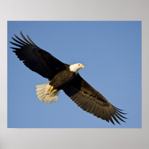 Poster Pygargue à tête blanche, Haliaeetus leucocephalus,