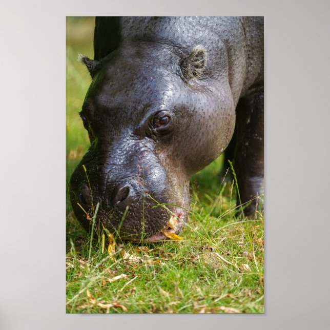 Poster Pygmée Hippopotame (Devant)
