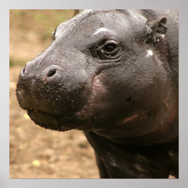 Poster Pygmy Hippo (Devant)