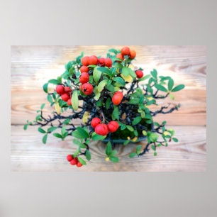 Poster Pyracantha Bonsai Photo d'arbre japonais
