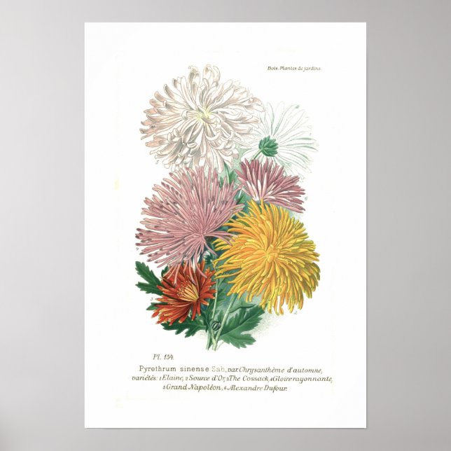Poster Pyréthrum sinense (Chrysanthème) (Devant)