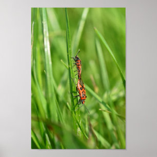 Poster Pyrrhocoris dans l'herbe