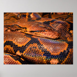 Poster Python