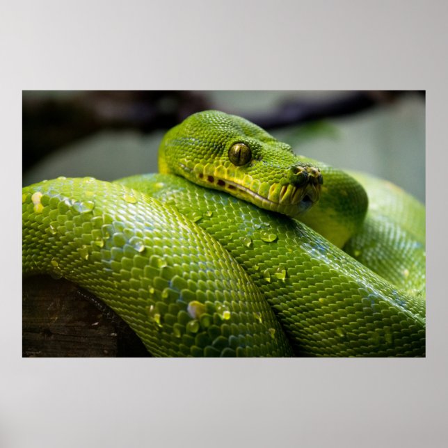 Poster Python (Devant)