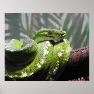 Poster Python à arbre vert
