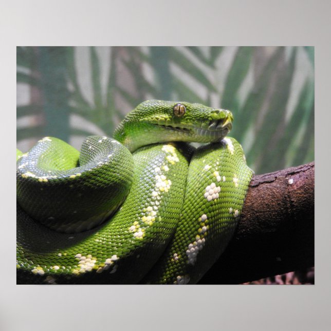 Poster Python à arbre vert (Devant)