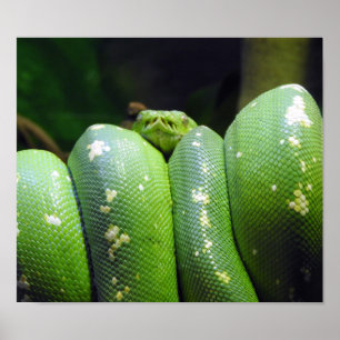 Poster Python à arbre vert