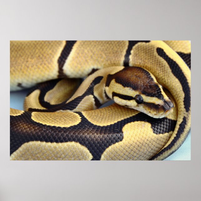 Poster Python à balle jaune et noir 3 (Devant)