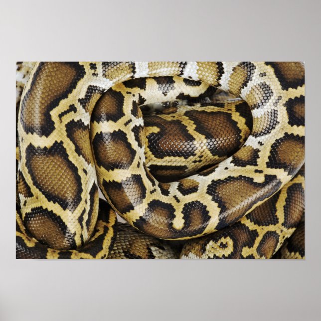Poster Python birman (Devant)