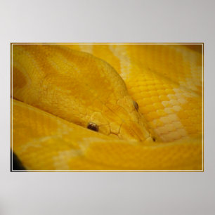 Poster Python birman