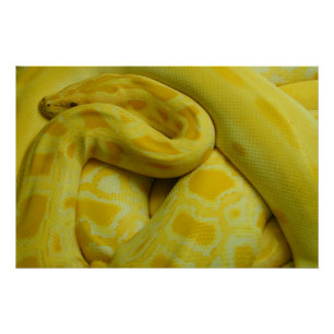 Poster Python birman jaune