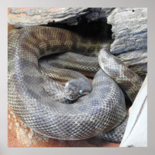 Poster Python de Stimson