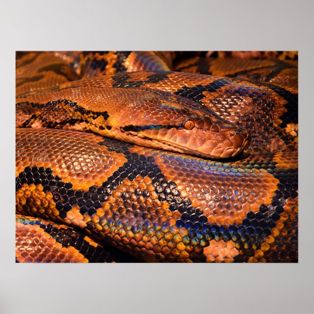 Poster Python Snake (Devant)