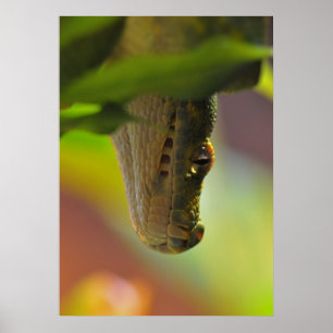 Poster Python vert d'arbre