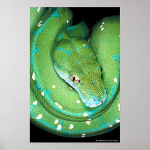 Poster Python vert d'arbre