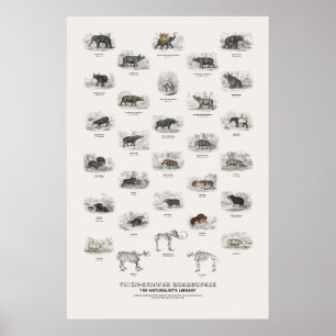 Poster Quadrupèdes à peau épaisse - Bibliothèque du natur