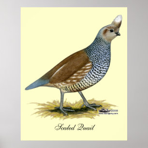 Poster Quail à échelle