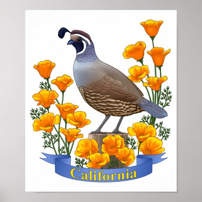 Poster Quail d'oiseaux de l'État de Californie et coqueli (Devant)