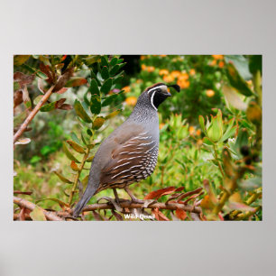 Poster Quail sauvage