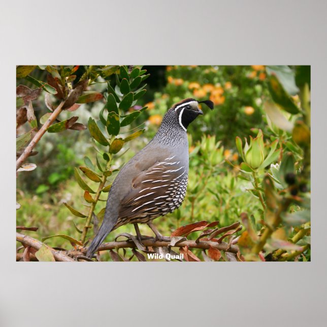 Poster Quail sauvage (Devant)