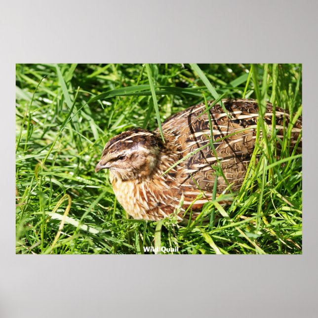 Poster Quail sauvage (Devant)