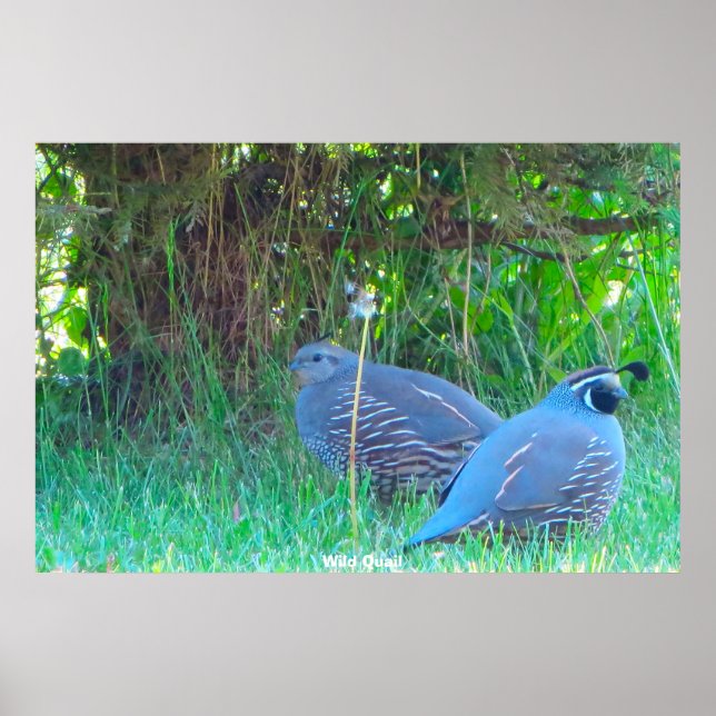 Poster Quail sauvage (Devant)
