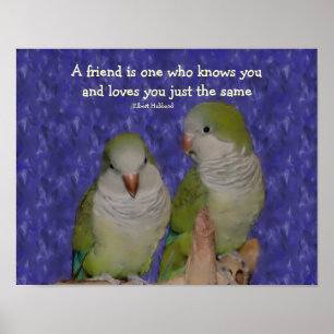 Poster Quaker Parrot Amitié paire