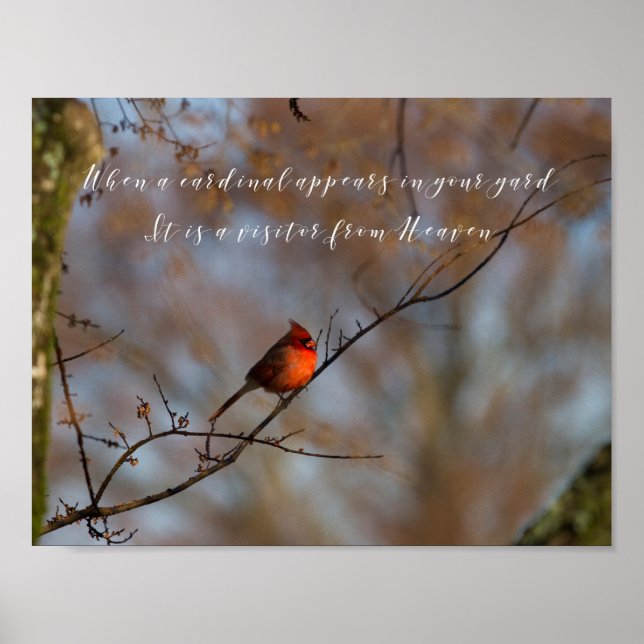 Poster Quand un cardinal apparaît, photographier (Devant)