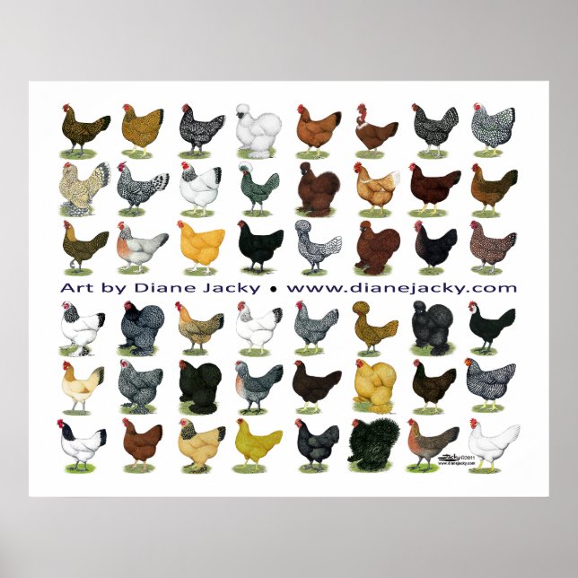 Poster Quarante-huit Hen Promo (Devant)