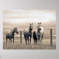 Quart De Chevaux Sur Les Prairies Canadiennes