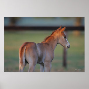 Poster Quart Horse Foin